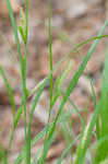 Limestone meadow sedge